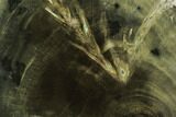 Triassic Petrified (Woodworthia) Trunk Section - Zimbabwe #99271-2